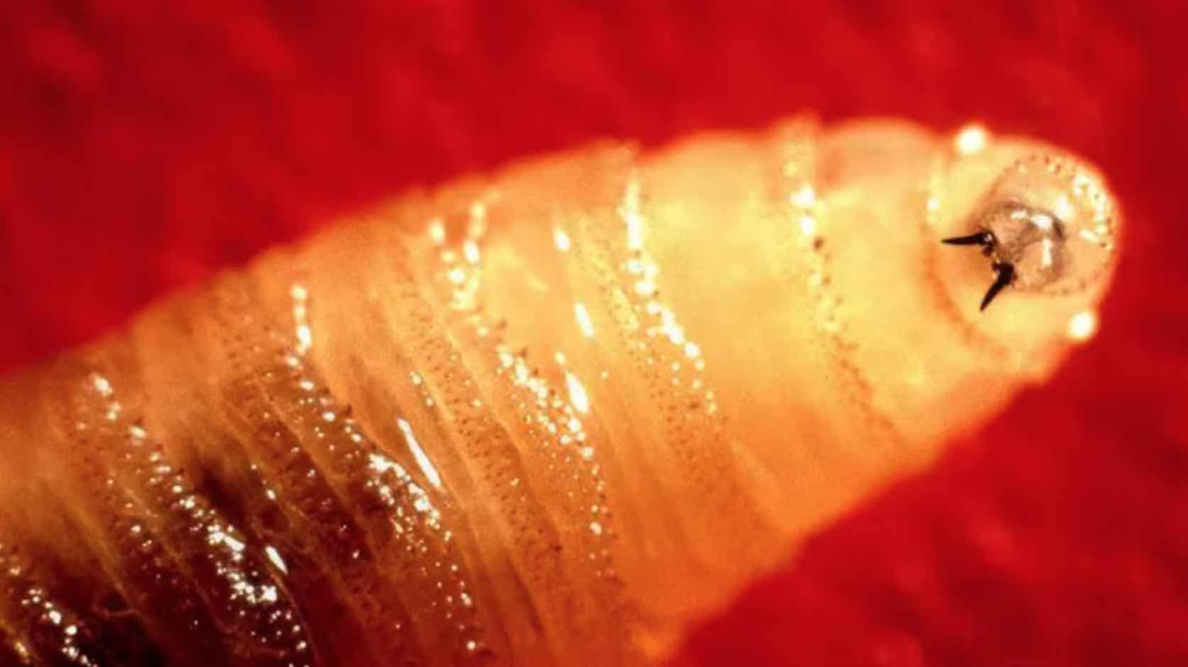 Viajeros podrian transportar gusano come carne a Estados Unidos