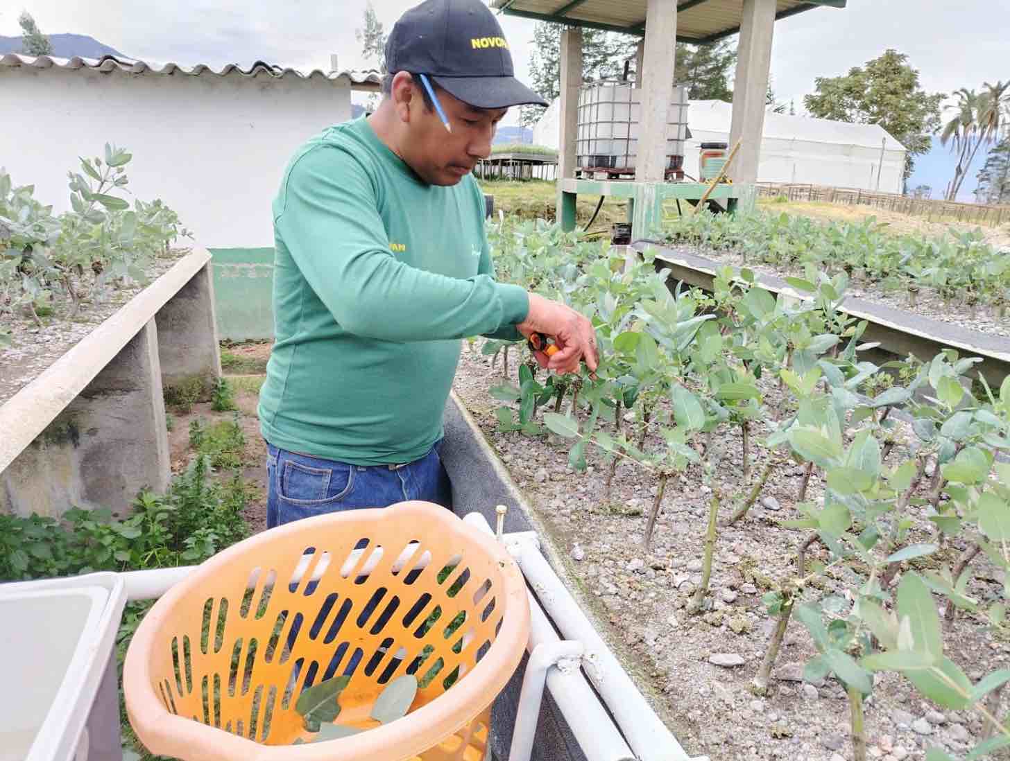 Novopan genera impacto positivo en el medio ambiente
